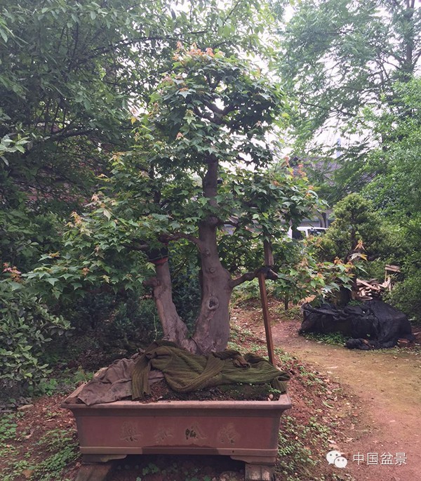 将盆景培育成功 往往需要10多年甚至几十年