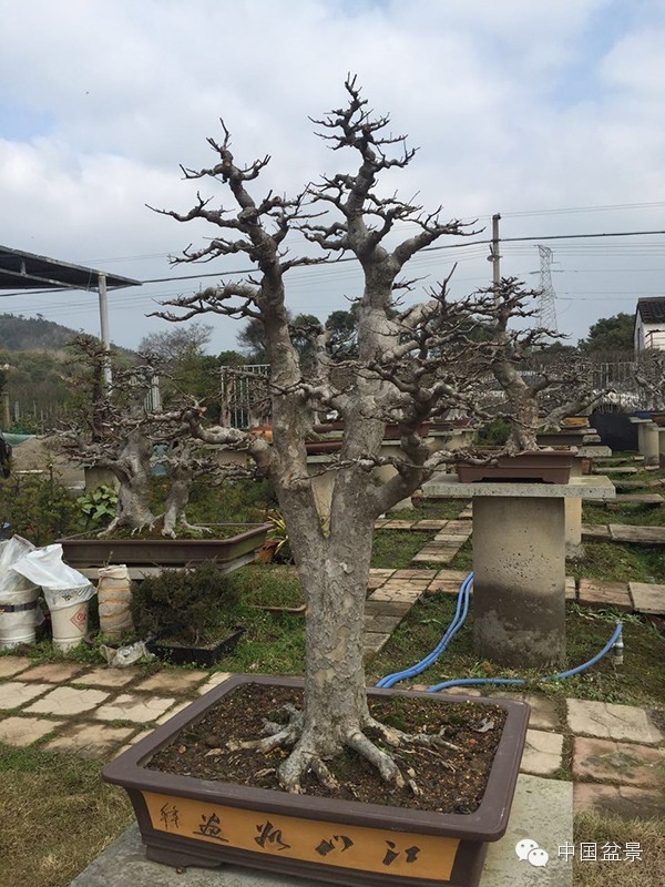 将盆景培育成功 往往需要10多年甚至几十年
