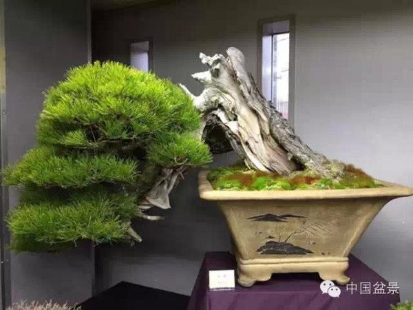 将盆景培育成功 往往需要10多年甚至几十年