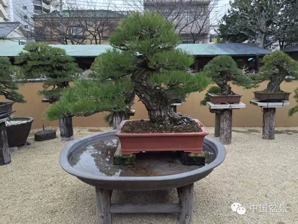 将盆景培育成功 往往需要10多年甚至几十年