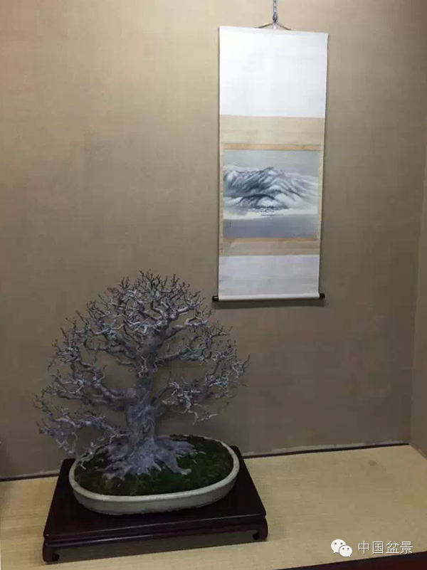 将盆景培育成功 往往需要10多年甚至几十年