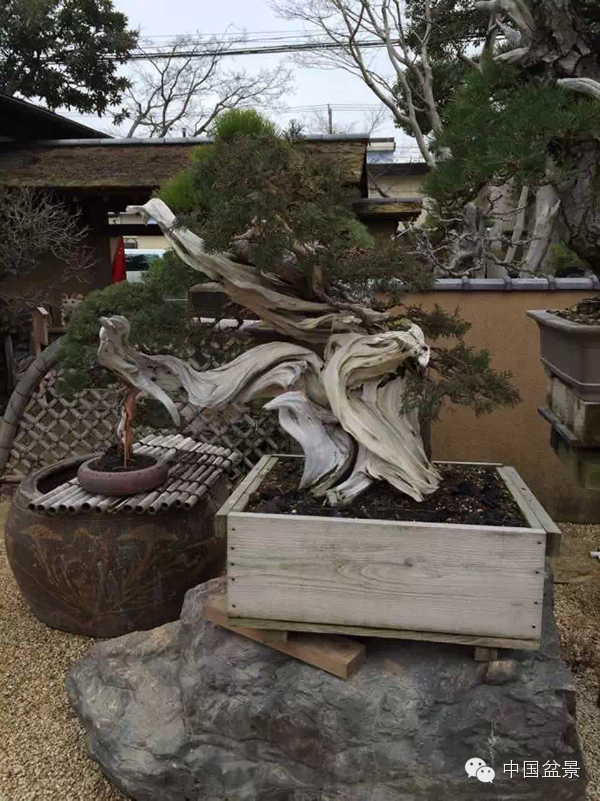 将盆景培育成功 往往需要10多年甚至几十年