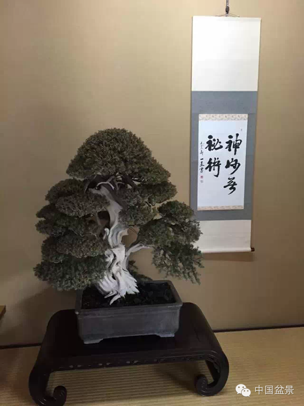 将盆景培育成功 往往需要10多年甚至几十年