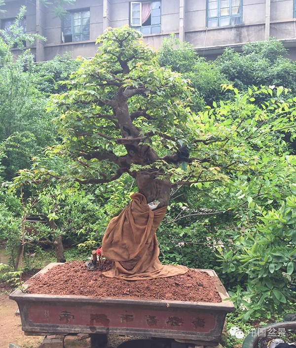 将盆景培育成功 往往需要10多年甚至几十年