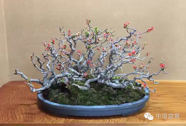 将盆景培育成功 往往需要10多年甚至几十年