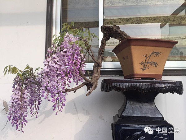 将盆景培育成功 往往需要10多年甚至几十年