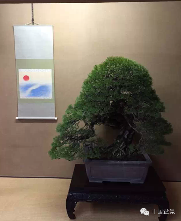 将盆景培育成功 往往需要10多年甚至几十年