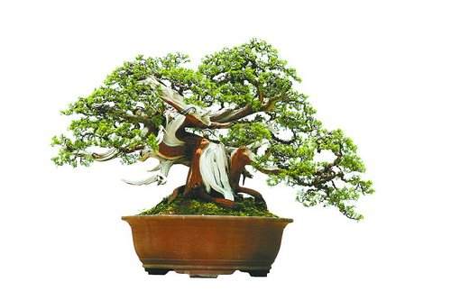 《醉春风》(真柏)