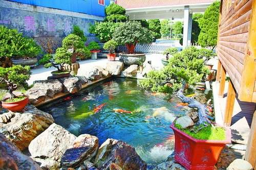 《卧云听泉》(真柏)