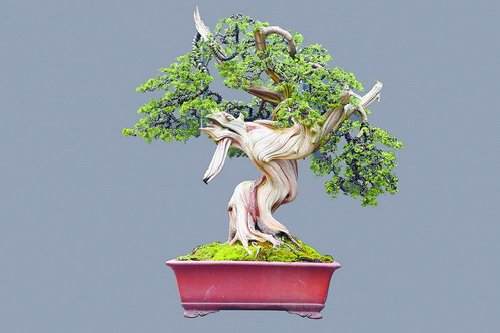 《龙飞凤舞》(真柏)