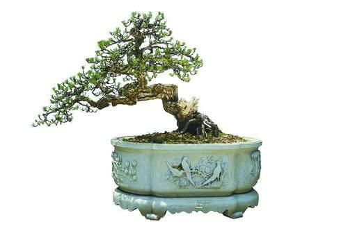 《大鹏展翅》(黑松)