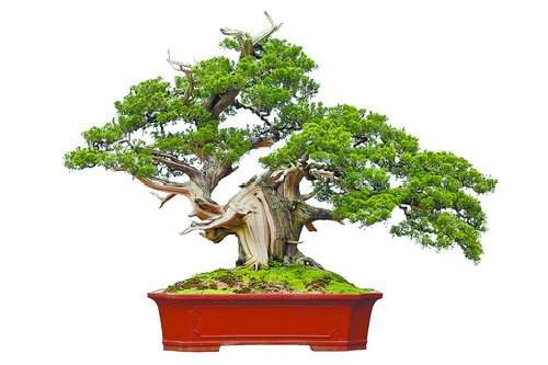 《清风雅韵》(真柏)