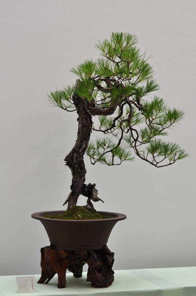 苏派盆景又一次载誉而归 获得一金三银三铜的佳绩