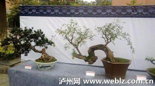 高规格盆景艺术