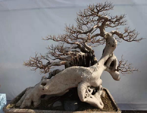 厦门盆景的百年历史