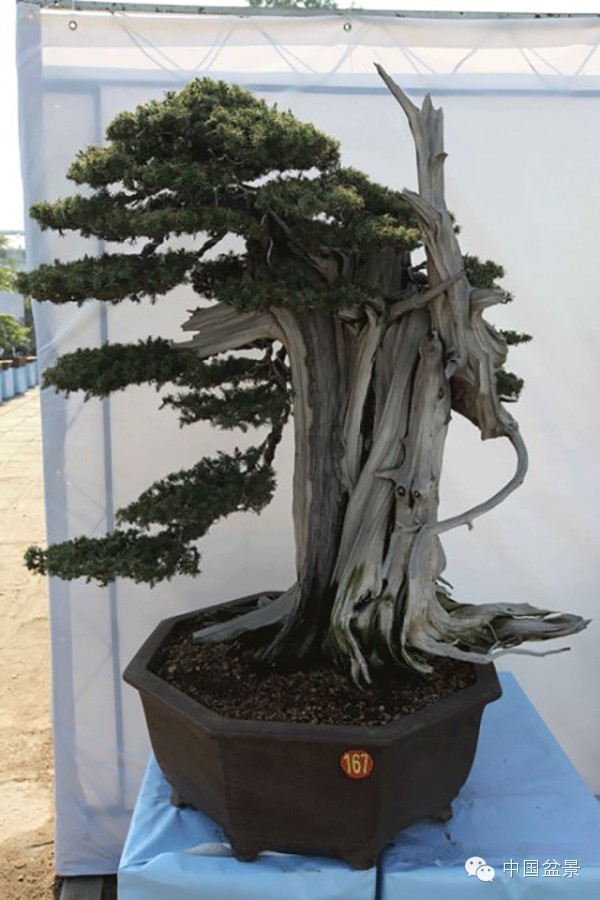 厦门盆景的百年历史