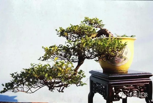 厦门盆景的百年历史