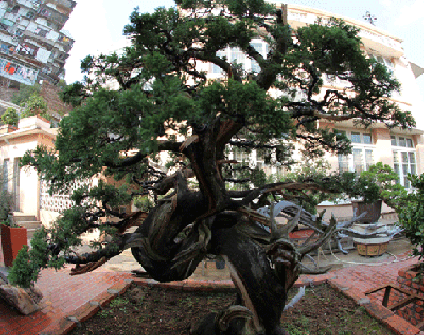 厦门盆景的百年历史