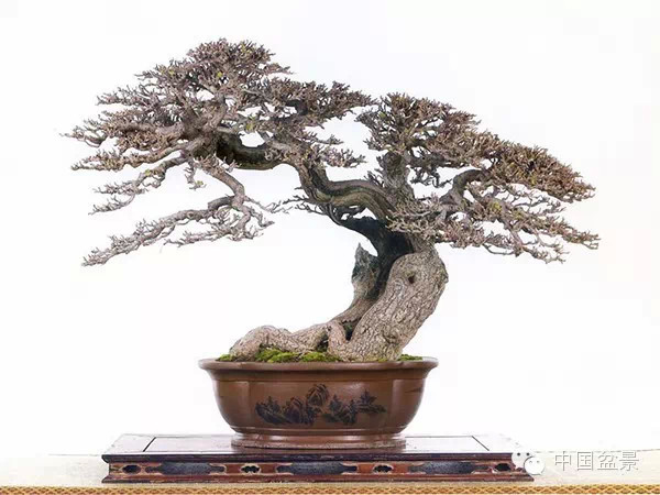 厦门盆景的百年历史