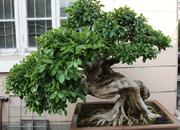 厦门盆景的百年历史