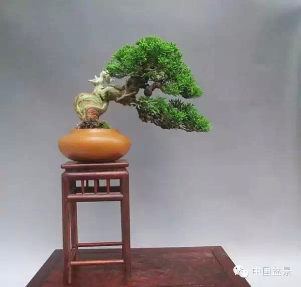 盆景造型设计 到底需不需要前瞻性