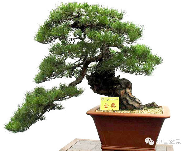 盆景造型设计 到底需不需要前瞻性