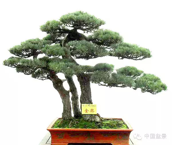 盆景造型设计 到底需不需要前瞻性