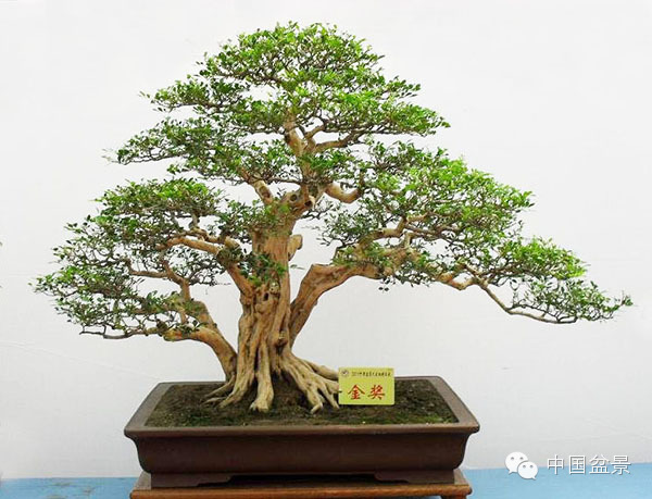 盆景造型设计 到底需不需要前瞻性