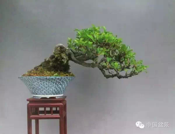 盆景造型设计 到底需不需要前瞻性