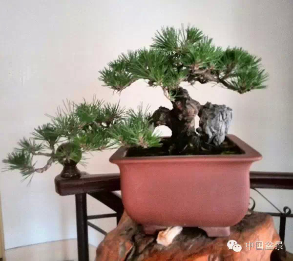 盆景造型设计 到底需不需要前瞻性