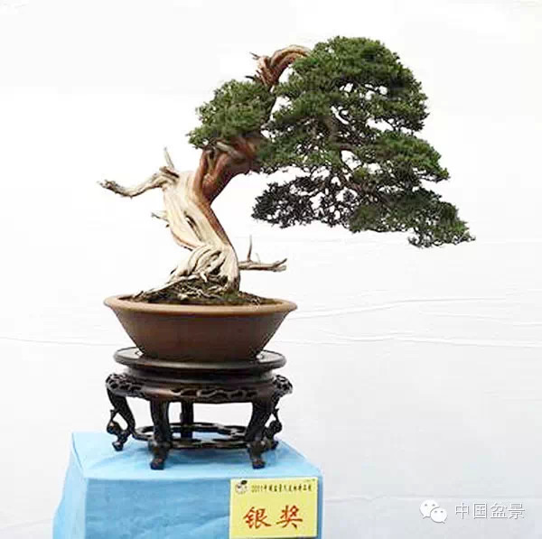 盆景造型设计 到底需不需要前瞻性