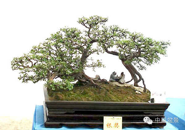 盆景造型设计 到底需不需要前瞻性