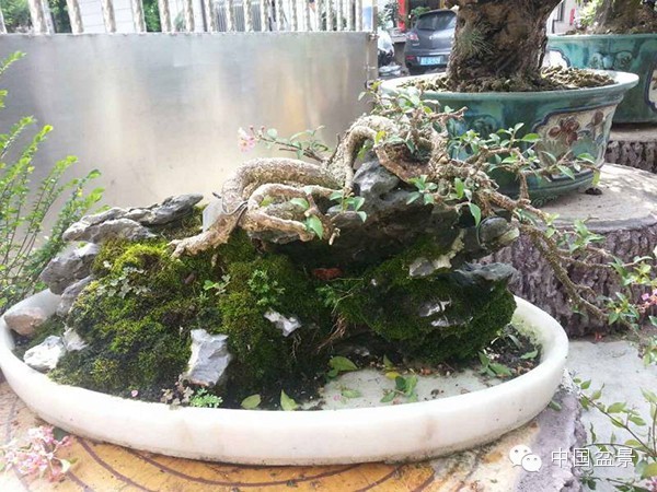 盆景造型设计 到底需不需要前瞻性