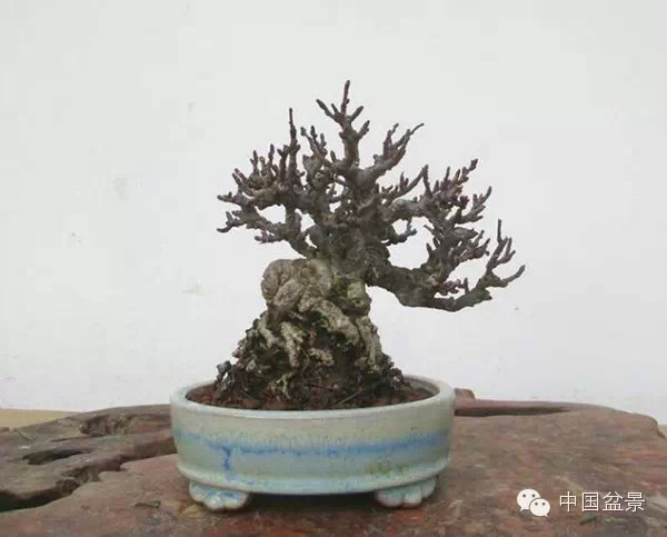 盆景造型设计 到底需不需要前瞻性