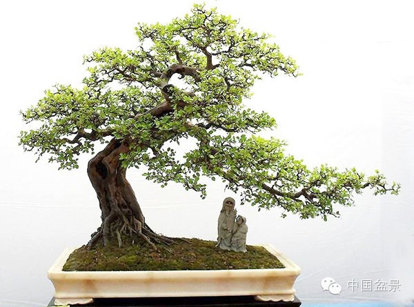 盆景造型设计 到底需不需要前瞻性