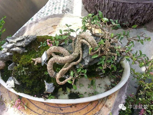 盆景造型设计 到底需不需要前瞻性