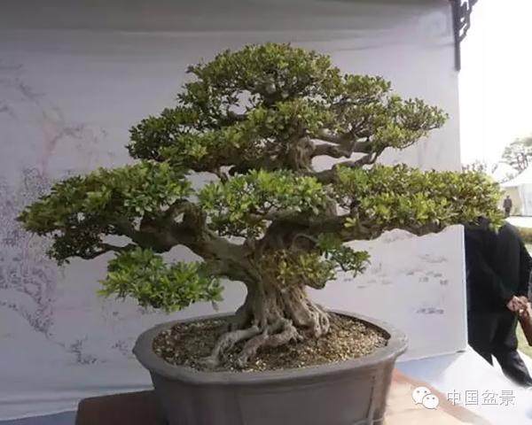 记浙江省盆景艺术大师陈再米