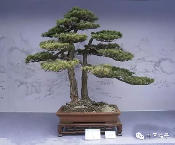 盆景构图布局 统一协调与生动活泼