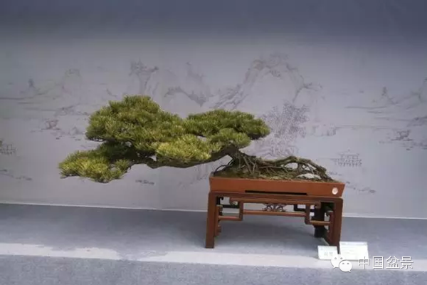 盆景构图布局 统一协调与生动活泼