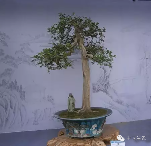 盆景构图布局 统一协调与生动活泼