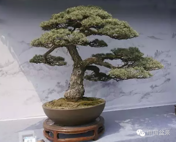 盆景构图布局 统一协调与生动活泼