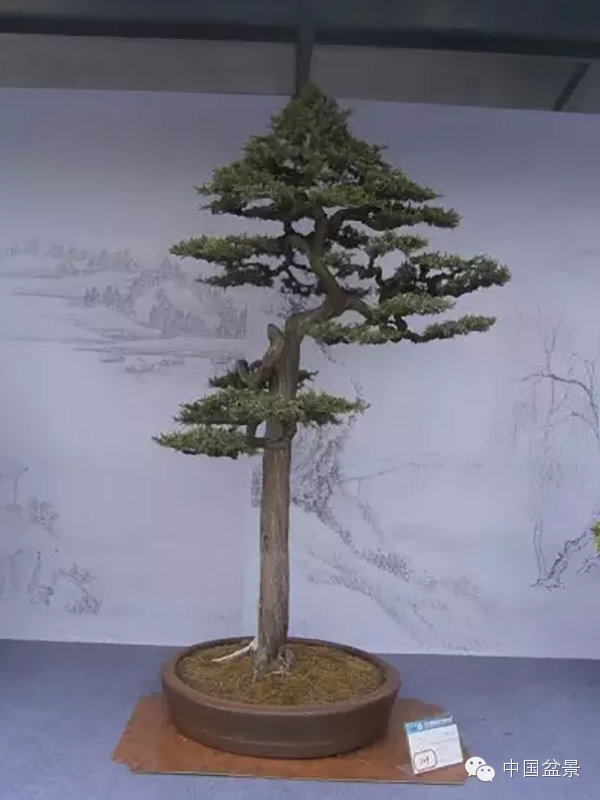 盆景构图布局 统一协调与生动活泼