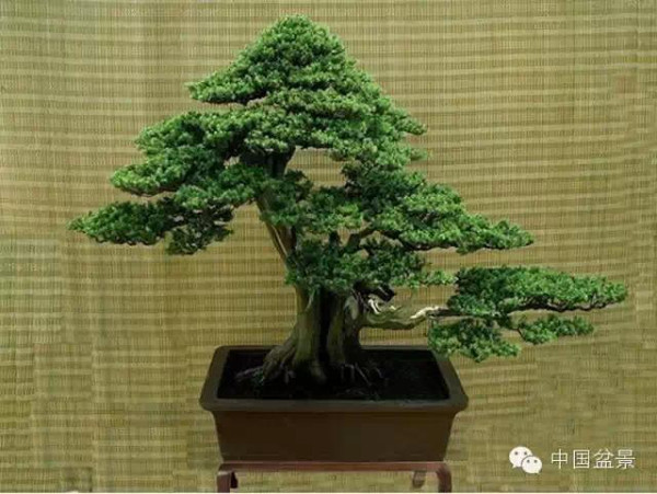 盆景构图布局 统一协调与生动活泼