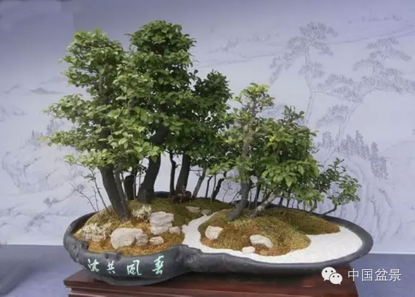 盆景构图布局 统一协调与生动活泼