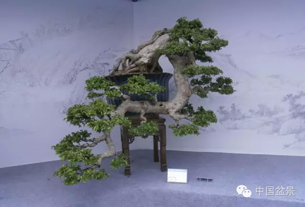 盆景构图布局 统一协调与生动活泼