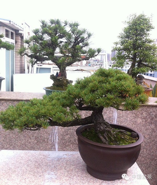 盆景构图布局 统一协调与生动活泼