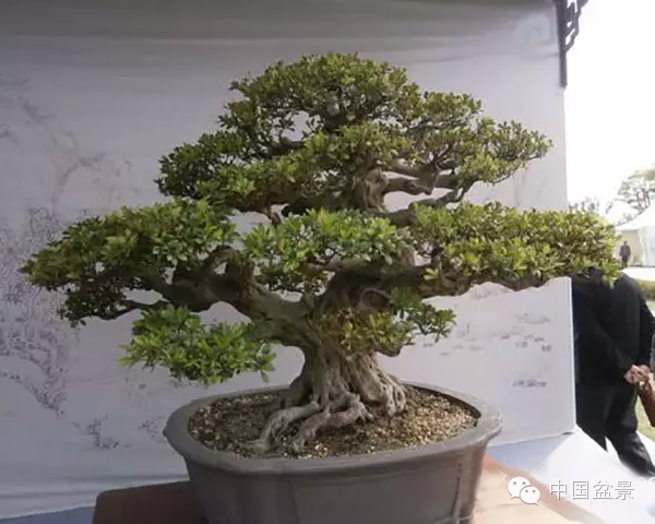 盆景构图布局 统一协调与生动活泼