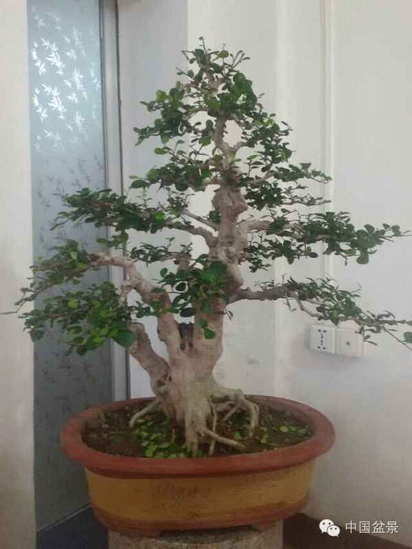 盆景构图布局 统一协调与生动活泼