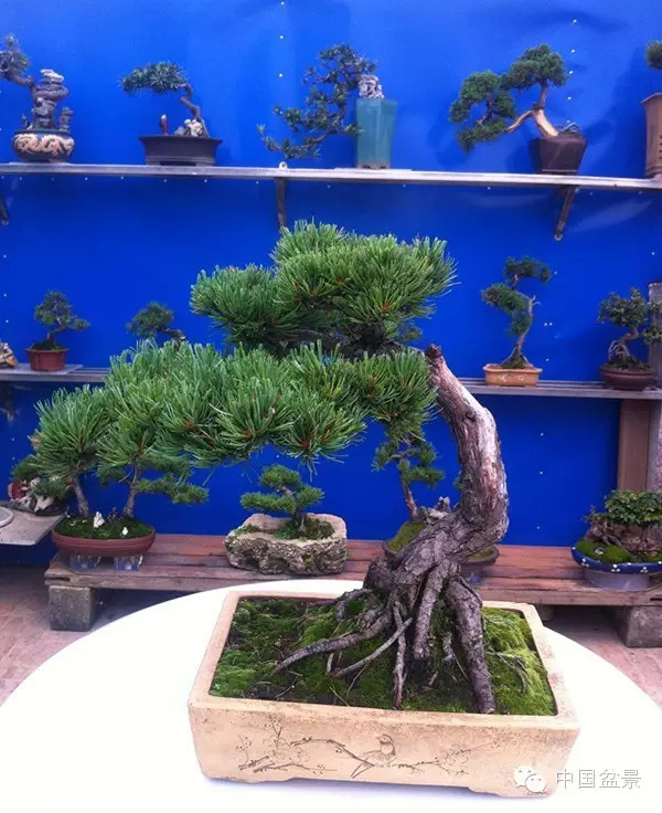 盆景构图布局 统一协调与生动活泼