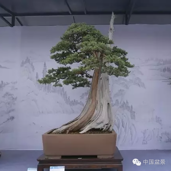 盆景构图布局 统一协调与生动活泼